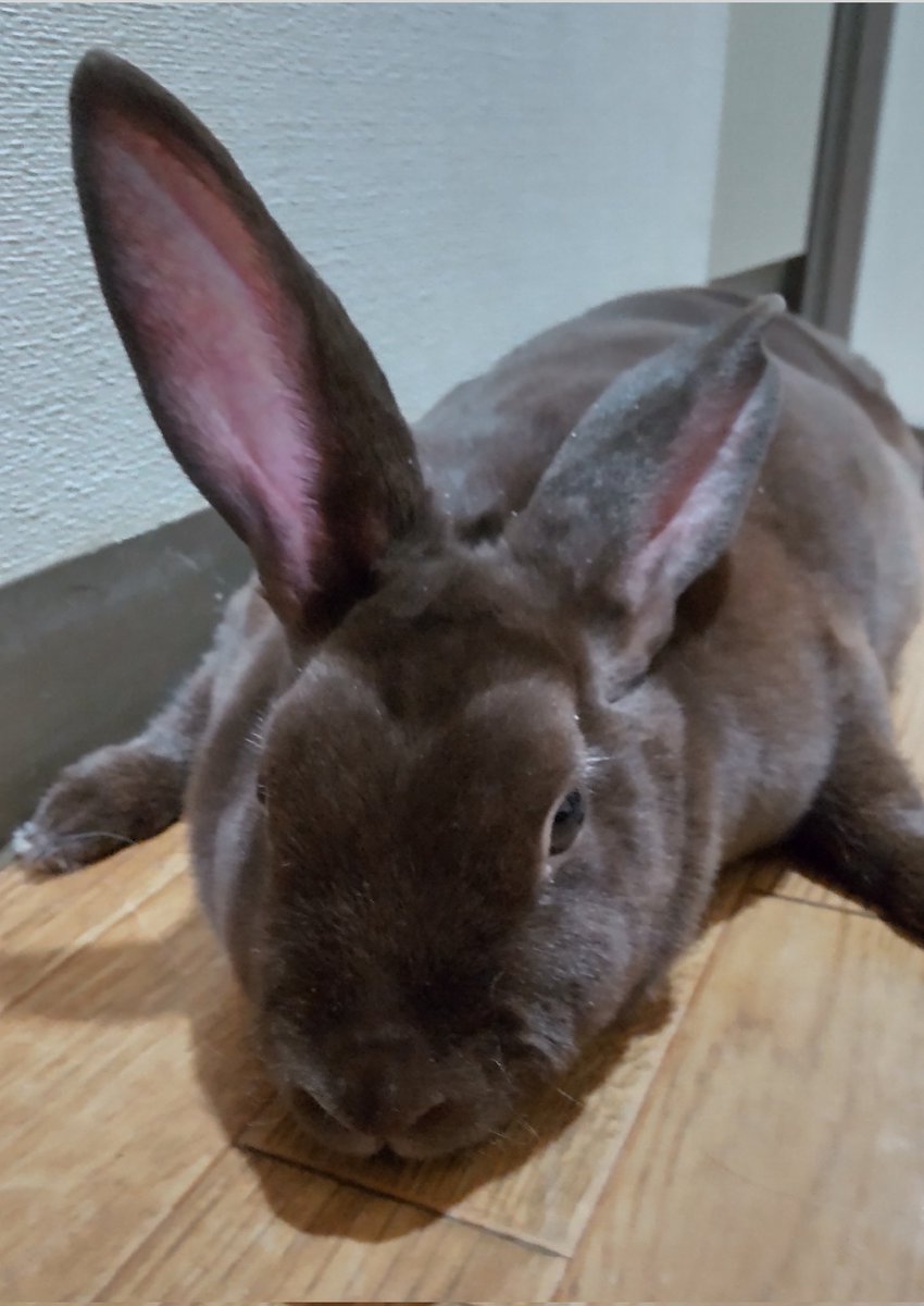 Chairousagi4's tweet photo. 我が家の立ち耳さん🐰
#立ち耳うさぎの日
#ミニレッキス https://t.co/TJJBueCdqL
