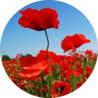 Honoring our Veterans. 2021 marks 💯 anniversary of the poppy. Feeling grateful for the heroes that fought for our freedom and hopeful for a better world. #TwoMinuteSilence #LestWeForget <a href="/PoppyLegion/">Royal British Legion</a> #RemembranceDay2021 <a href="/RoyalCdnLegion/">The Royal Canadian Legion</a> <a href="/EyesAbroad/">Eyes Abroad</a> @