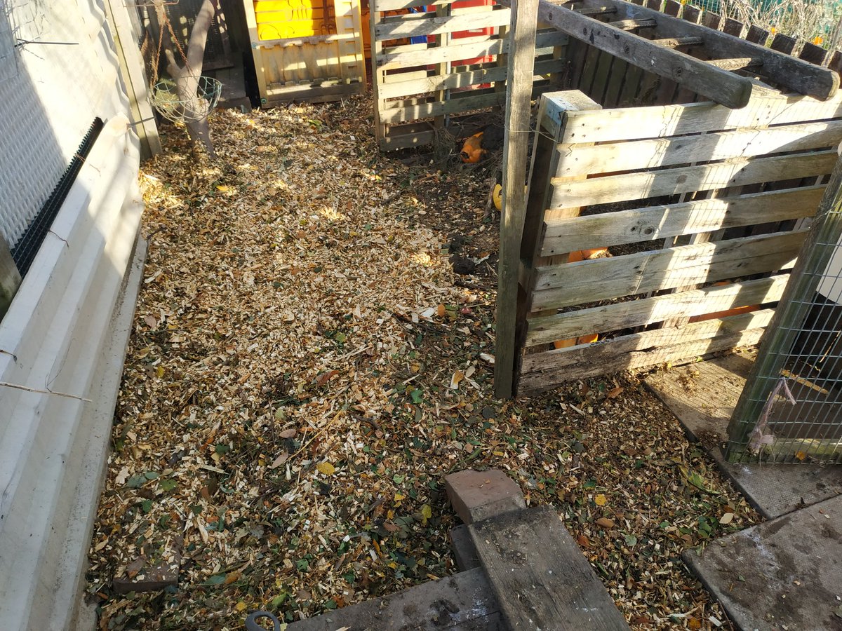 kimmys_kitchen's tweet photo. I'm very happy I managed to get my hands on some wood chip after waiting years! 😅 Thanks to my allotment neighbour for getting it and letting me have half. 

#woodchip #allotment #allotmentlife #allotmentgarden #allotmentjournal #allotmentveg #woodchippath https://t.co/IiNr0FBtIy