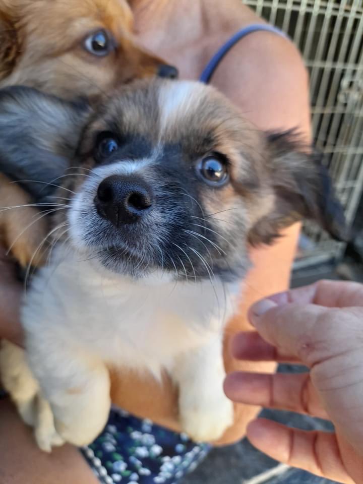 The Company of Dogs tweet media