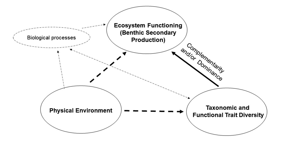ESAEcosphere's tweet photo. From our Special Feature honoring ecologist Charles H. Peterson:

Invertebrate #FunctionalTraits and #FunctionalDiversity explain variation in secondary production in #seagrass beds

https://t.co/Xi9bYrDOFD

#BiodiversityEcosystemFunction #OpenAccess

@DFO_MAR @DalScience https://t.co/3OpMUWE8Gm