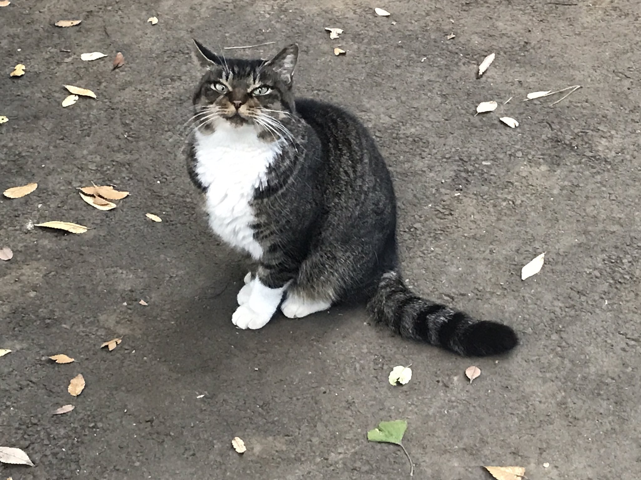 Gomez Cat 猫youtuber On Twitter ダヤン似の猫様 Https T Co Lkwnqndoc5 Twitter