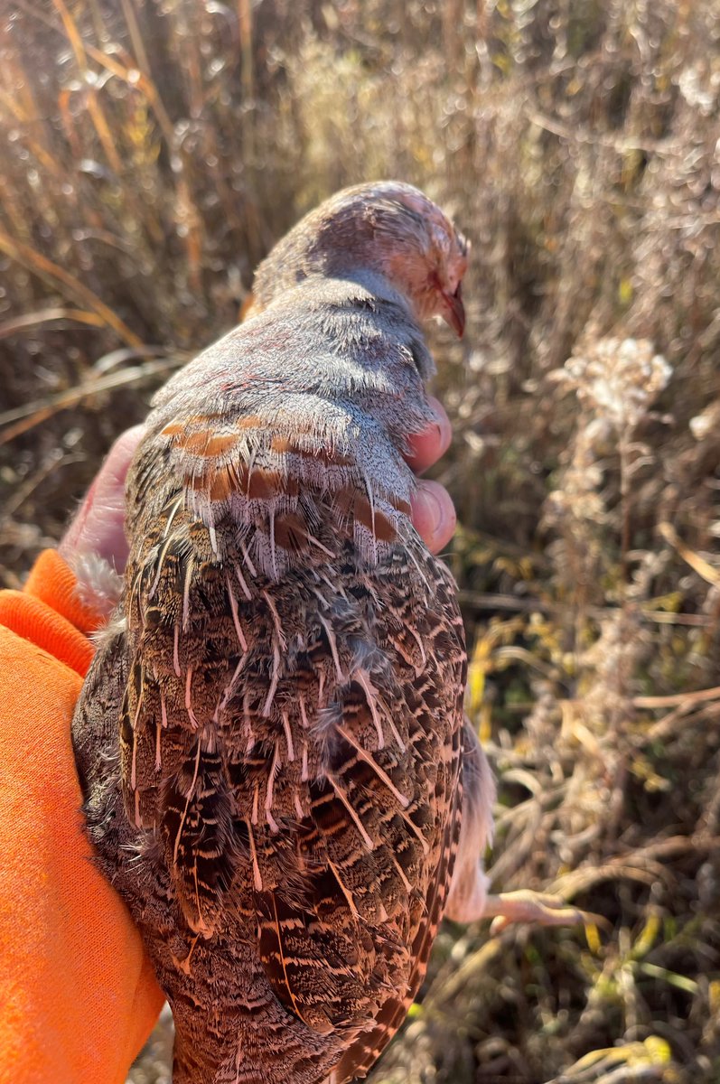 HuntingHighland's tweet photo. If you build it, they will come! 😯 First for us in our 21-year operation, name the species! @pheasants4ever #iowapheasanthunting https://t.co/LLVVZOcsju