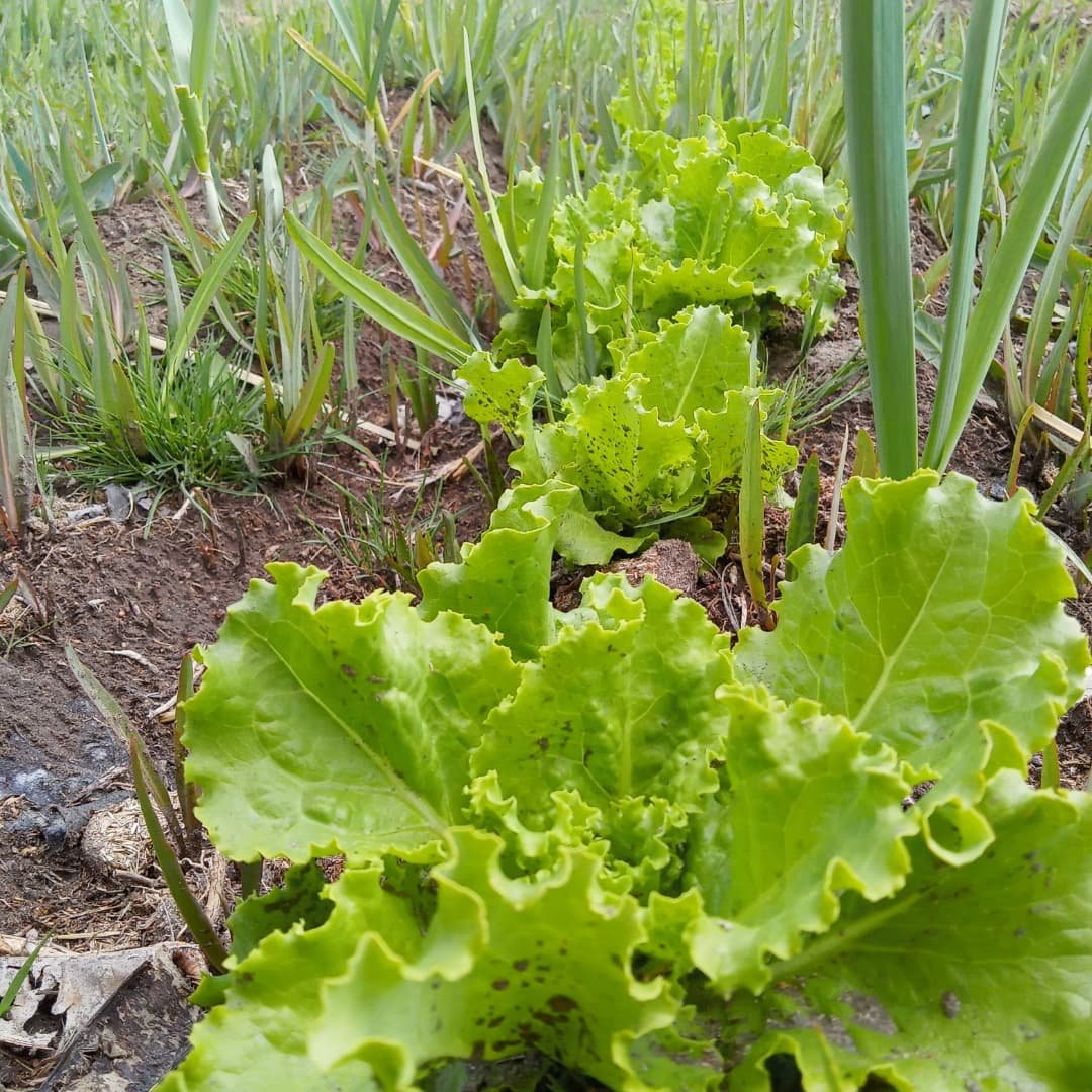 WillkakutiSR's tweet image. #Willkakuti🌞 visitó la huerta de #Caritas . Las lechugas cada vez más lindas 🌱 .
#programadeautonomiaalimentaria 
#plandeemergenciaalimentaria 
#tumunicipio