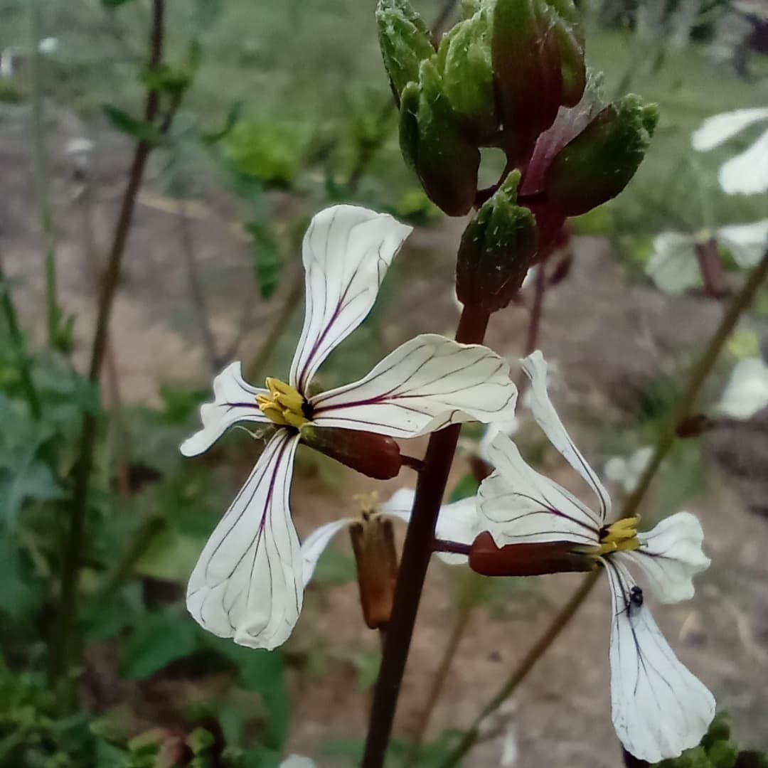 WillkakutiSR's tweet image. #Willkakuti🌞 visitó la huerta de #Caritas . Las lechugas cada vez más lindas 🌱 .
#programadeautonomiaalimentaria 
#plandeemergenciaalimentaria 
#tumunicipio