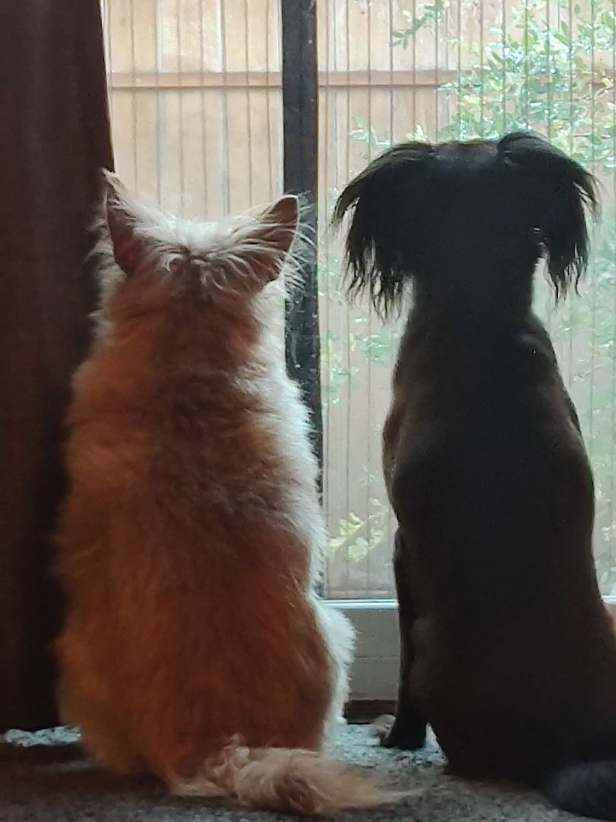 Bobbie Lowe tweet media