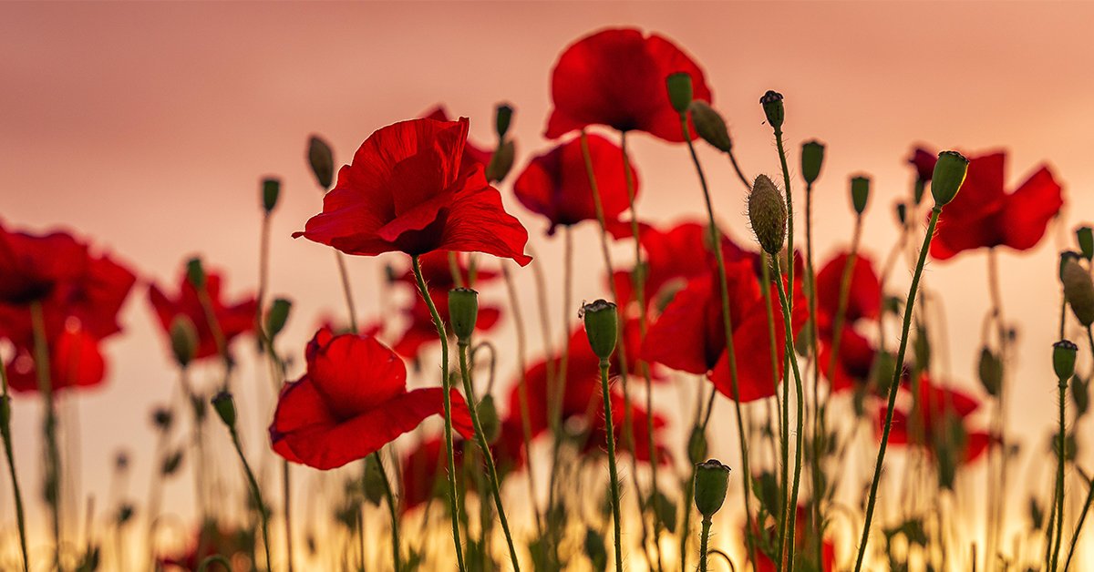 Bell_LetsTalk's tweet photo. This #RemembranceDay we honour and remember those who serve and have served. We're proud to partner with @tplfoundation to support military and Veterans’ mental health initiatives. Stay tuned in January to learn about the recipients of the 2021 Bell TPL Fund. #CanadaRemembers https://t.co/4APyVEG8W1