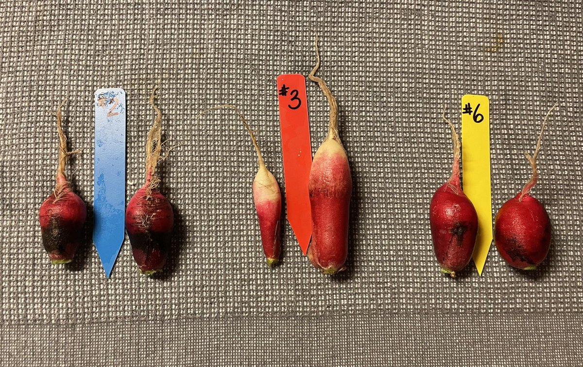 Ms Ro-Do tweet media