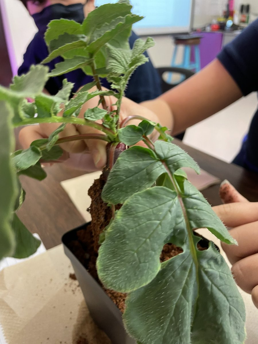 Ms Ro-Do tweet media