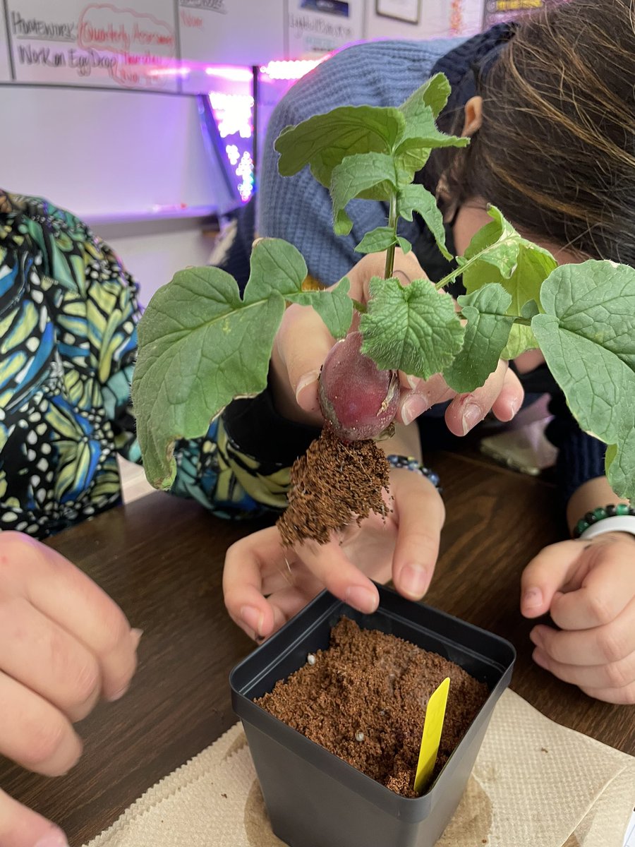 Ms Ro-Do tweet media