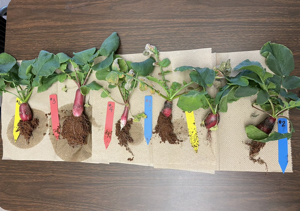 Ms Ro-Do tweet media