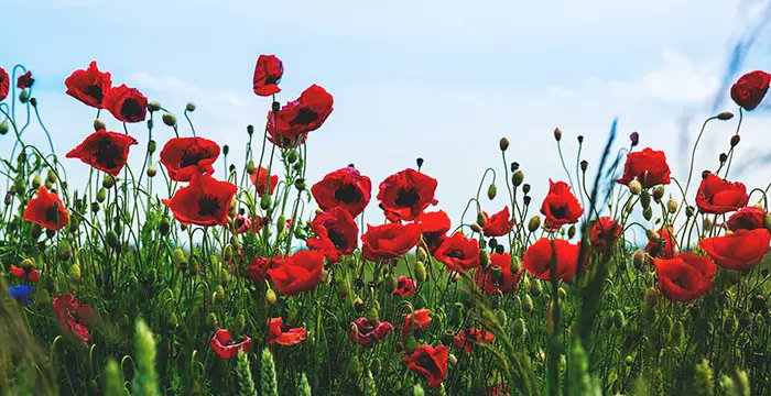 nuimageinc's tweet photo. They shall grow not old, as we that are left grow old:
Age shall not weary them, nor the years condemn.
At the going down of the sun and in the morning
We will remember them. - Laurence Binyon https://t.co/hv2LiDiDvD