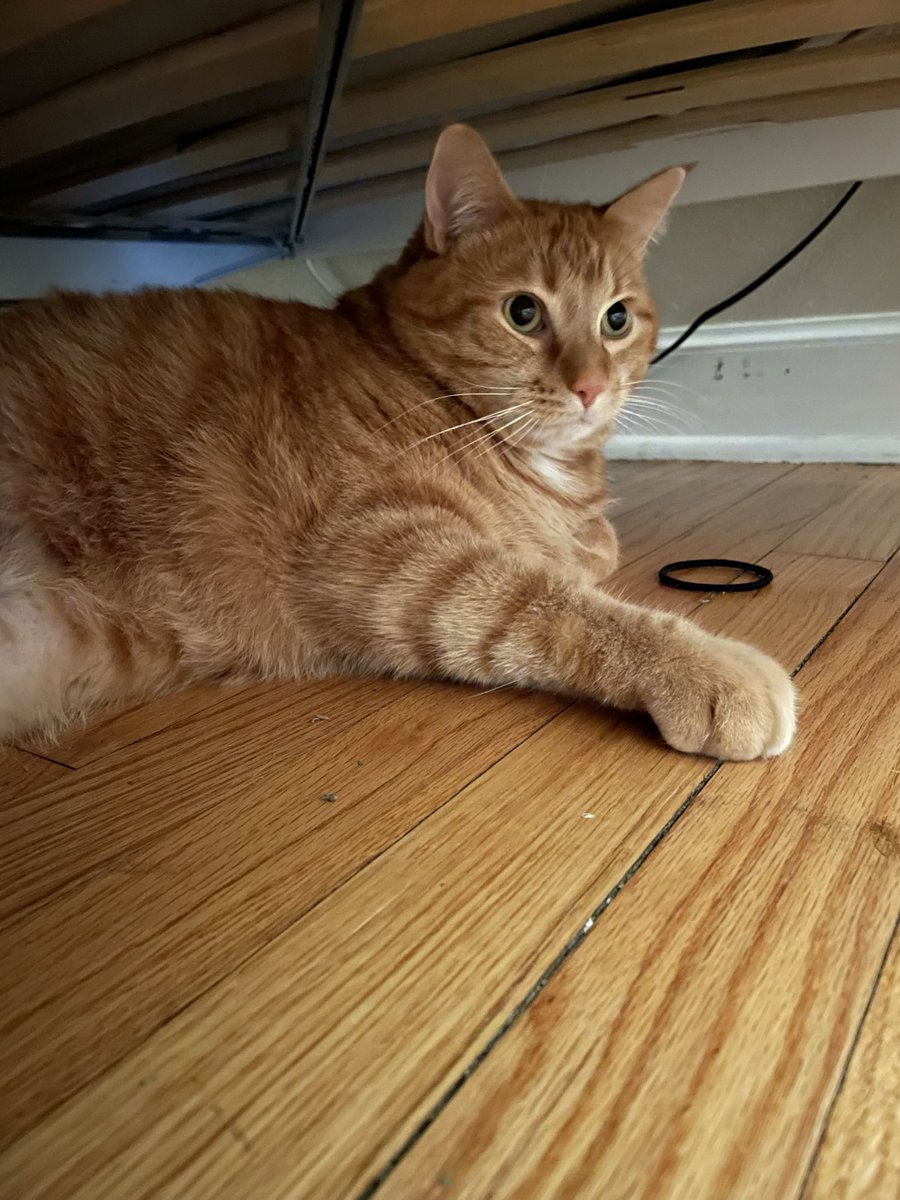 Siunamii's tweet photo. @cokeproductss @CloverInfinity6 @findmyxsoul @George_CameH0me @dreamwastakems orange cat thread continues. here's mango! https://t.co/ki7cpOXury