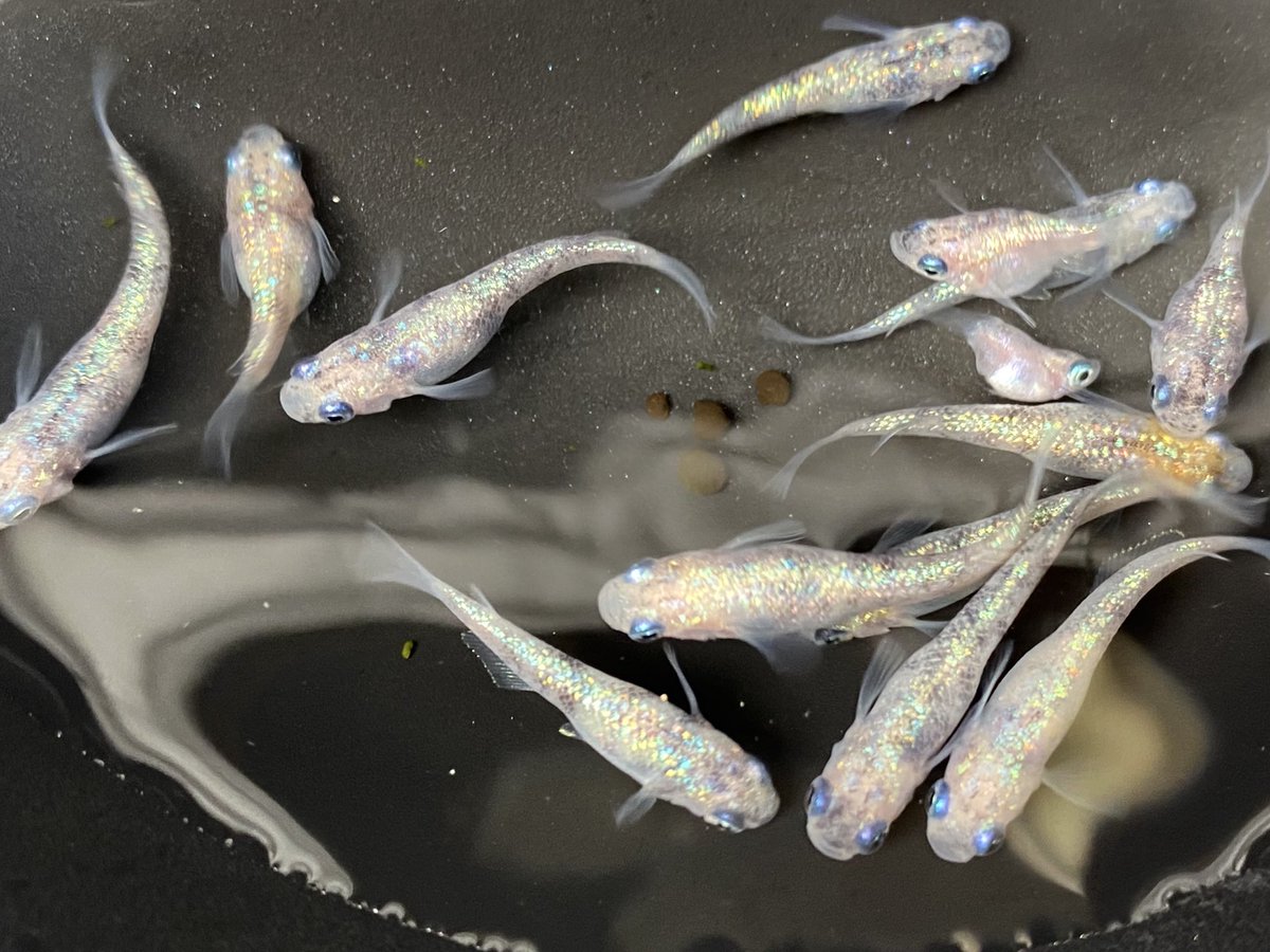 白ブチラメサファイア