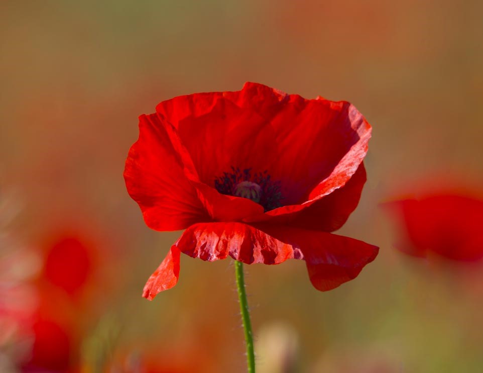 Class1Inc's tweet photo. Today we honour and remember all of the brave men and women who fought and continue to serve to protect our country.

#lestweforget #remembranceday https://t.co/kZLcTrOmpq