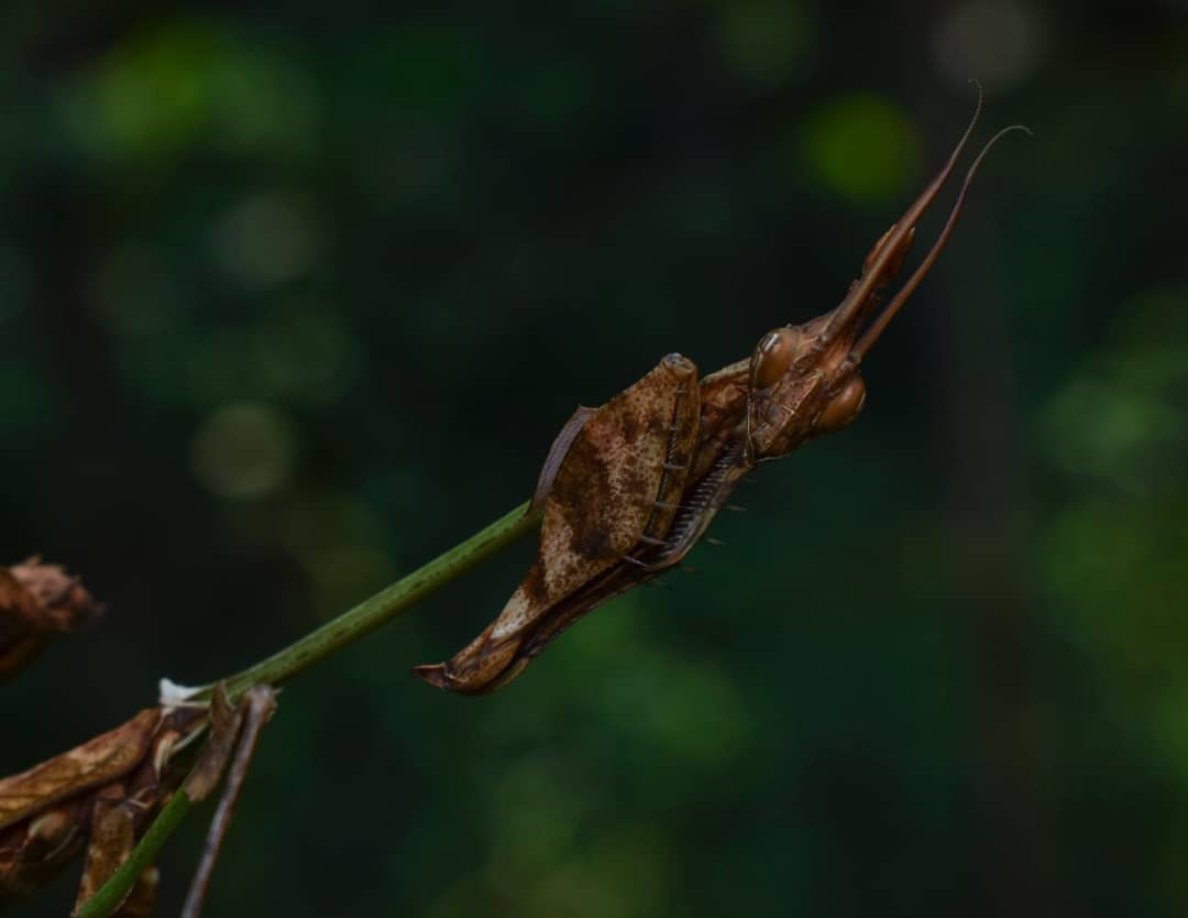 Manoj_Bhat_'s tweet photo. Violin Mantis
It is a large mantis with amazing camouflage
It’s body has a lot of appendages that look like dried leaves and its body is long and thin to resemble a wooden stick
#violinmantis #camouflage #mantis
#nature #green #nikon #nature #insects #wildlifephotography https://t.co/Q0ssGChzaf