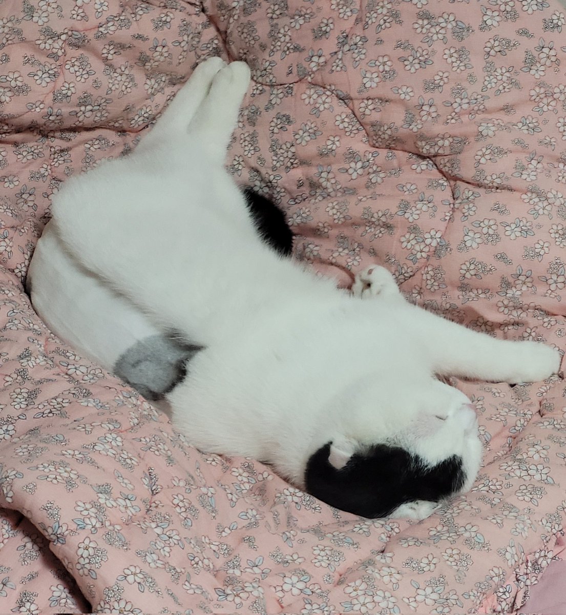 あとがきの猫は夏頃トリミングした時 