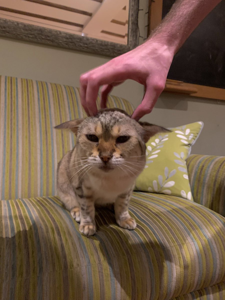 RealErinBloomer's tweet photo. Got my own baby yoda 🤍 https://t.co/41h7xf18tA