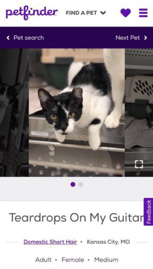 petfinder names tweet media