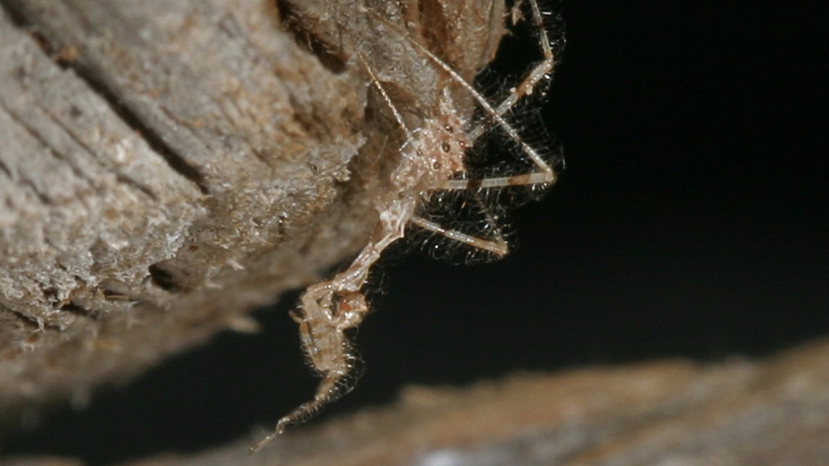 GriffinPest's tweet photo. Assassin bugs tap spiders to distract them before a lethal strike

https://t.co/ohVRgDqEnr https://t.co/VHt7Awty1N