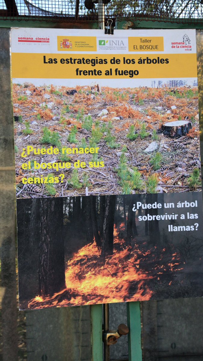 INIA_es's tweet photo. Hoy recibimos a @ElPorvenir_cole en el #CIFOR del #INIA_CSIC. Puede el bosque renacer de sus cenizas? #SemanaCienciaCSIC @CSICdivulga https://t.co/QV47S6rv0M