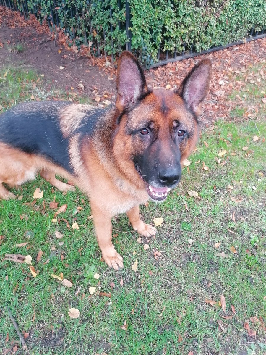 marathondogs's tweet photo. Ziggy rcoked in his walk today. ❤️🐕

https://t.co/x3FzJMFnOM

#marathondogs #dogwalking #dogwalker #GermanShepherd https://t.co/DoyGLHMpO1