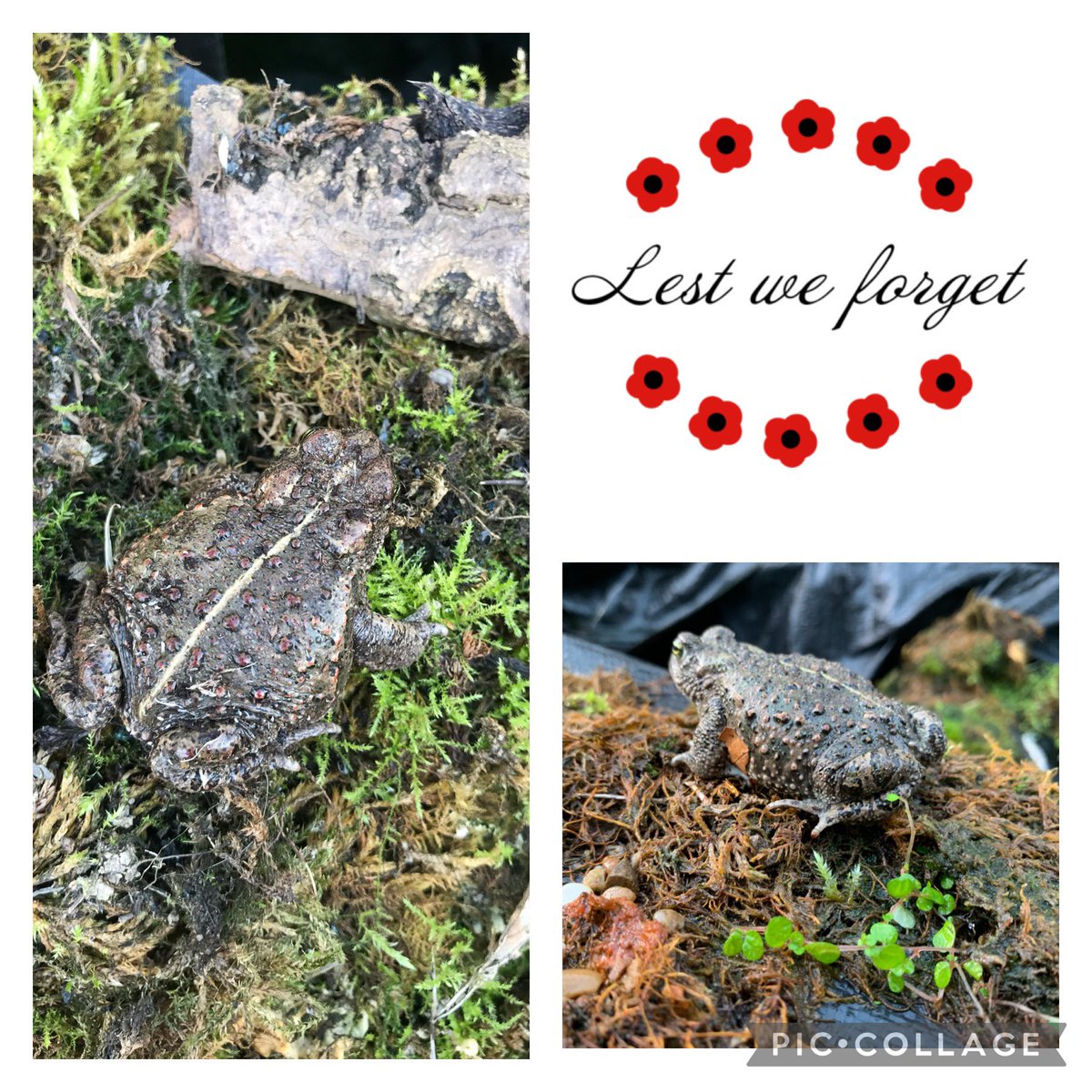 UKAmphibians's tweet photo. The Natterjack Toad ( Epidalea calamita )
#lestweforget🌹 #natterjacktoad #epidaleacalamita #remembranceday #toadsofinstagram #neverforget #naturelovers #wildlifephotographer #inourhearts https://t.co/Fl2u8Ru2DQ