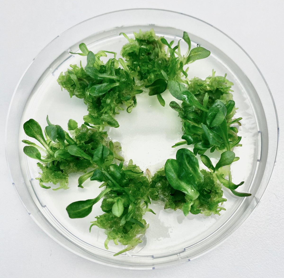 H2020_CHIC's tweet photo. 📣 Throwback Thursday!🚨
➡️Hear artists Anna Dumitriu and Alex May to discuss their project “Biotechnology from the Blue Flower” with a panel of researchers and scientists.💻
🎥 https://t.co/MsQJRpOqUd
#NPBT #GenomeEditing #PlantBreeding #CHICproject #chicory https://t.co/5D9BdfU2Vw