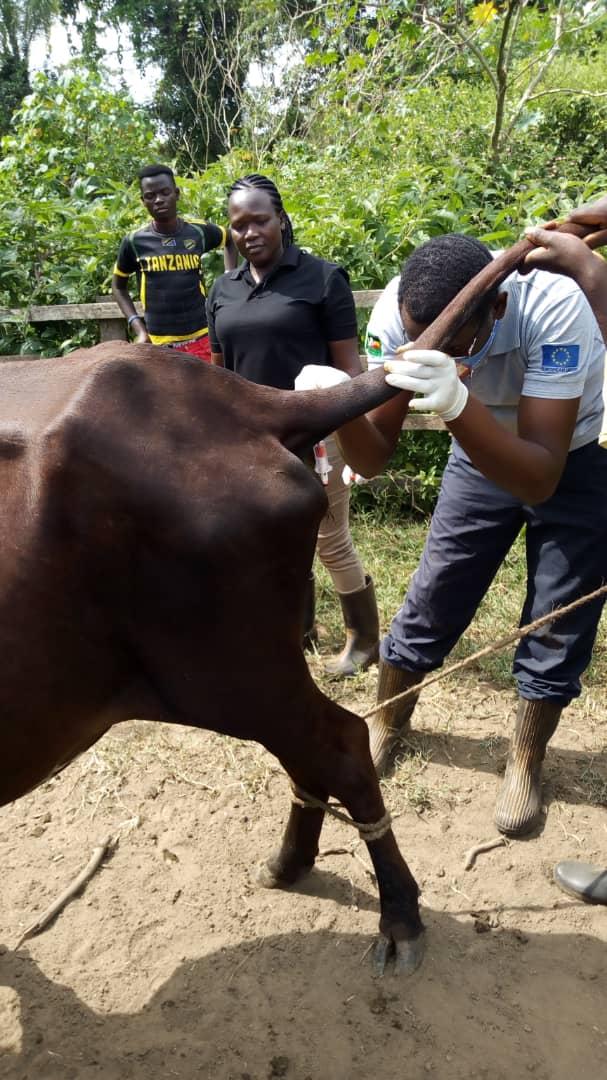 MeatUganda's tweet photo. Sample collection by UMPCU Veterinary staff at a member's farm, facilitated by @EUinUG under Farmer Led Beef Livestock Investment &amp; Sustainability project (FALBIIS)
@MAAIF_Uganda @Ruhinda7 https://t.co/jdm5Ouj6DQ