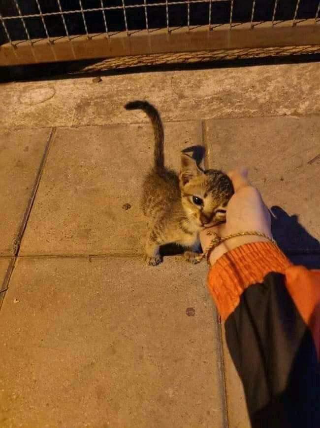 Obsessed with cats (@catssobsessed) on Twitter photo 