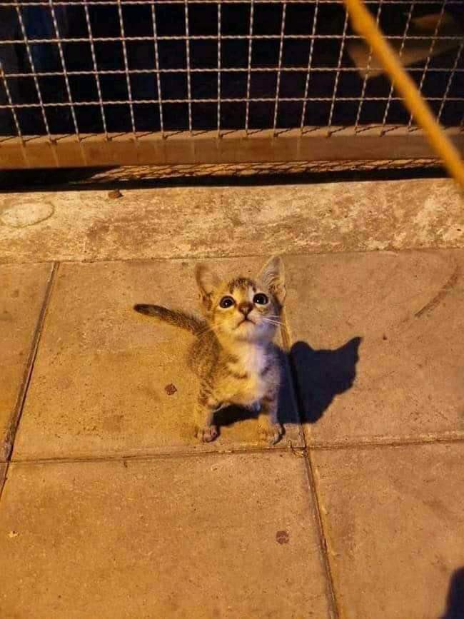 Obsessed with cats tweet media