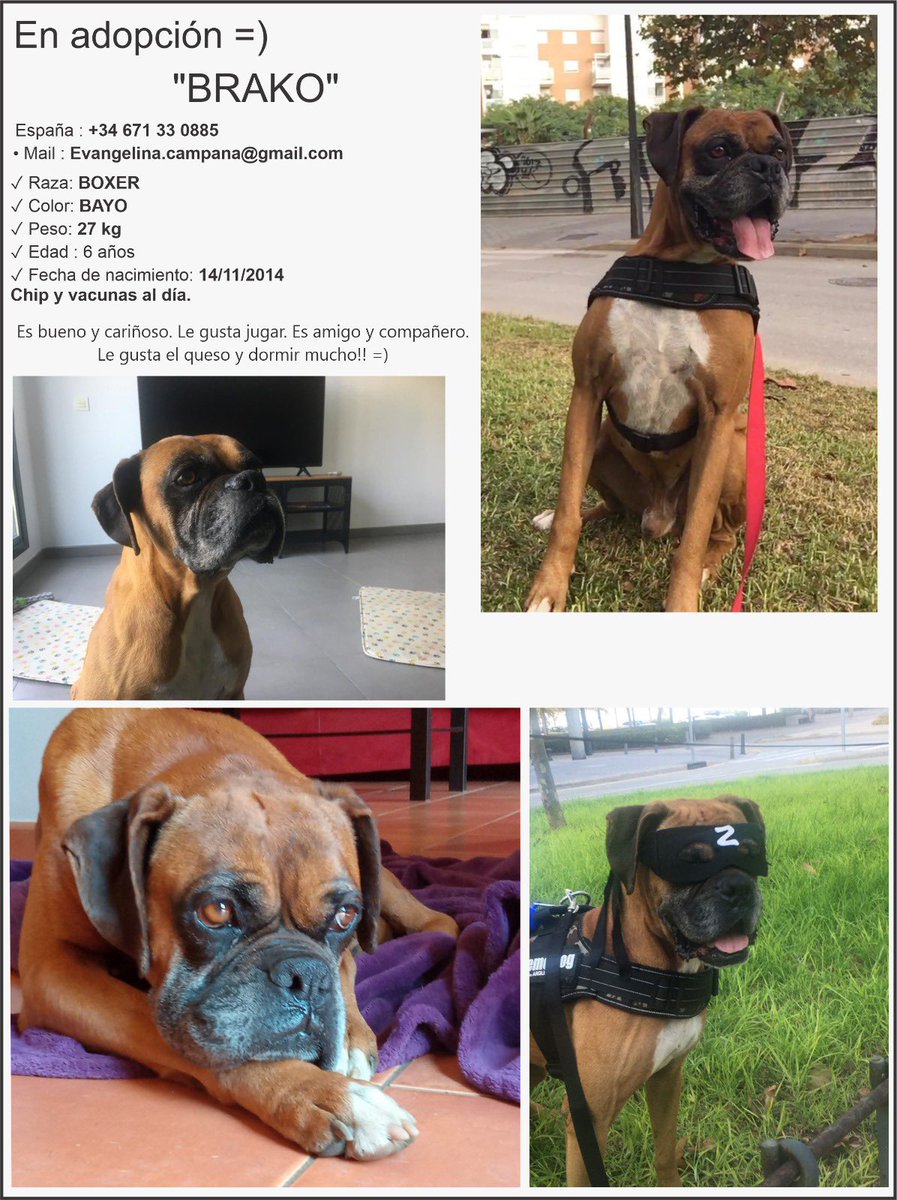 elisamg31's tweet photo. DIFUSIÓN!!! Estos dos Boxers tan guapos buscan una familia definitiva que les puedan dedicar todo el tiempo y cariño del mundo! 
Yo tengo a uno de ellos en acogida (Brako)en busca de una familia definitiva y ya me robó el corazón. Un Rt no cuesta nada+ info preguntad
VALENCIA 📍 https://t.co/VJ2WtcOesN