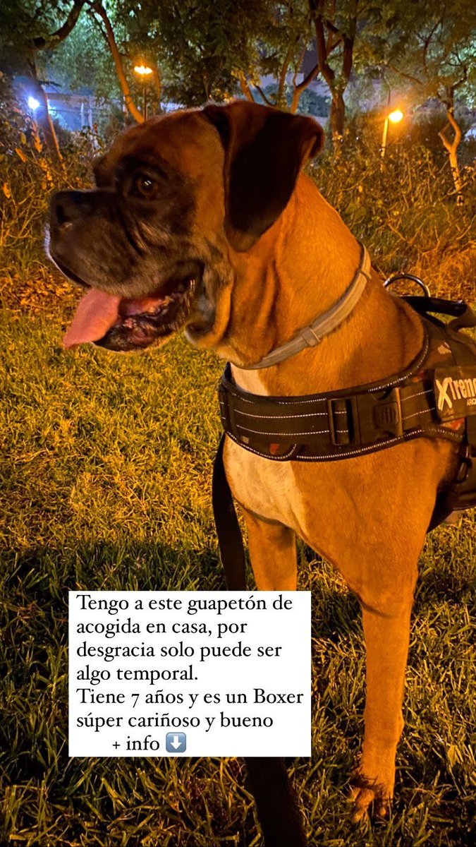 elisamg31's tweet photo. DIFUSIÓN!!! Estos dos Boxers tan guapos buscan una familia definitiva que les puedan dedicar todo el tiempo y cariño del mundo! 
Yo tengo a uno de ellos en acogida (Brako)en busca de una familia definitiva y ya me robó el corazón. Un Rt no cuesta nada+ info preguntad
VALENCIA 📍 https://t.co/VJ2WtcOesN