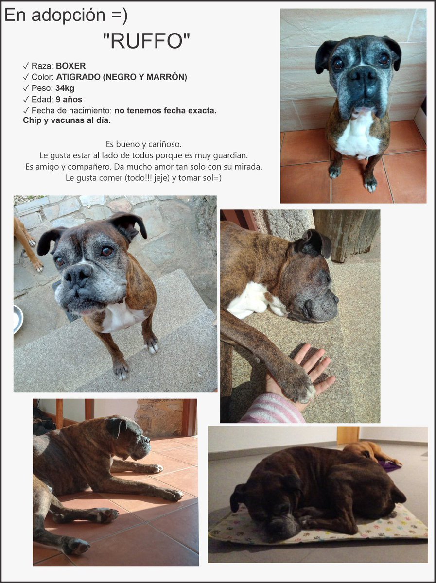 elisamg31's tweet photo. DIFUSIÓN!!! Estos dos Boxers tan guapos buscan una familia definitiva que les puedan dedicar todo el tiempo y cariño del mundo! 
Yo tengo a uno de ellos en acogida (Brako)en busca de una familia definitiva y ya me robó el corazón. Un Rt no cuesta nada+ info preguntad
VALENCIA 📍 https://t.co/VJ2WtcOesN