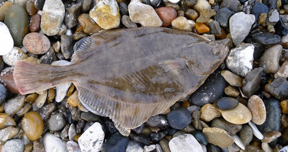 consumido_ra's tweet photo. Pez espada, merluza, gamba blanca...; son muchos los #pescados y #mariscos que pesca la flota española 🐟🦐

¿Conoces las propiedades nutricionales de cada uno?

Aquí te informamos de las características de ocho de ellos👇
https://t.co/E1DC9hR1Wi

@ArviInnovapesca https://t.co/QdOa3B49X8