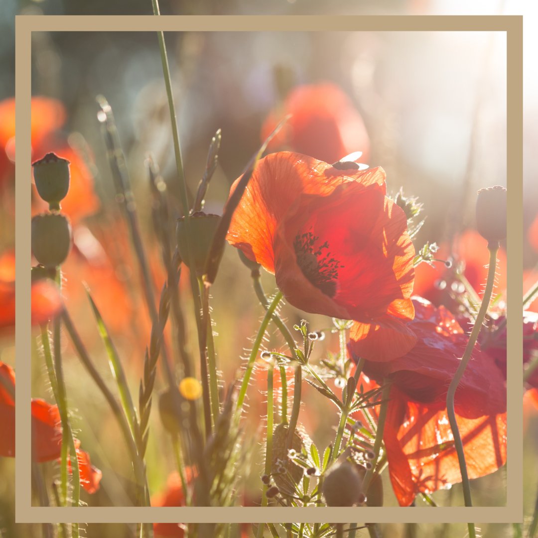 Lest We Forget
They shall grow not old, as we that are left grow old: 
Age shall not weary them, nor the years condemn. 
At the going down of the sun and in the morning, 
We will remember them.
#RemembranceDay