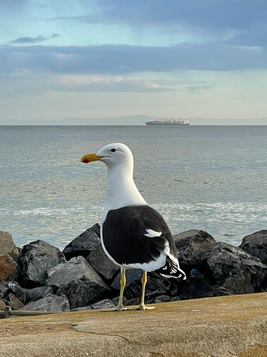 Did you know that once Cape Gulls have learned something useful they remember it? We caught this acrobat of the sky watching the weather attentively. He knows that summer signals the arrival of sun-seekers in the Cape. We are excited to welcome you back to The Table Bay!