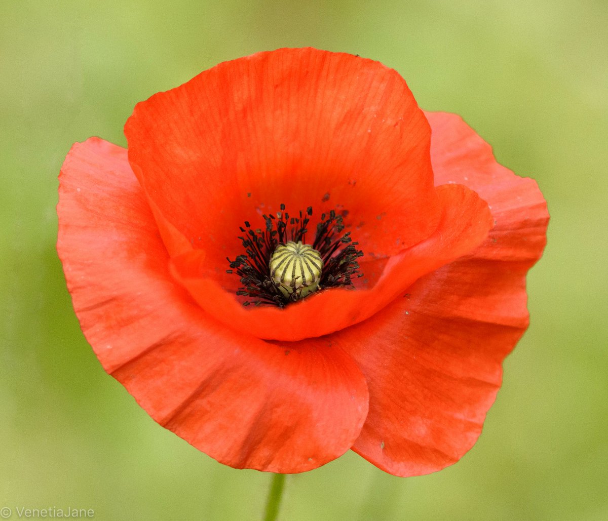 "All we have of freedom, all we use or know
This our fathers bought for us long and long ago." - Rudyard Kipling. #RemembranceDay2021 #LestWeForget #ArmisticeDay