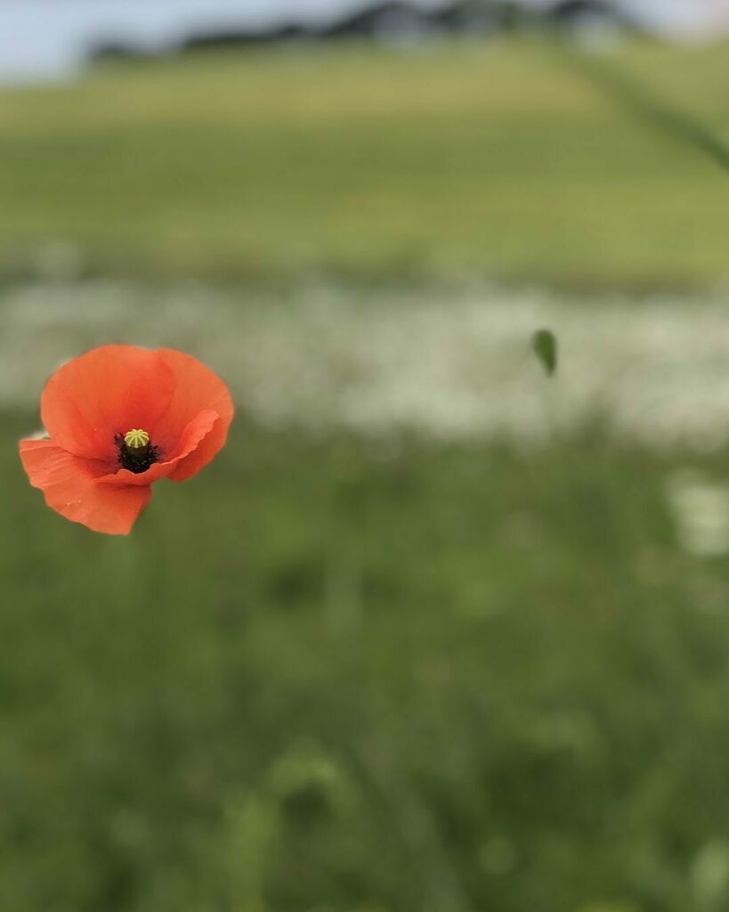 PopUpDiningRoom's tweet photo. #lestweforget🌹 https://t.co/2pgU27uL0M https://t.co/A8Gvvjp3NZ