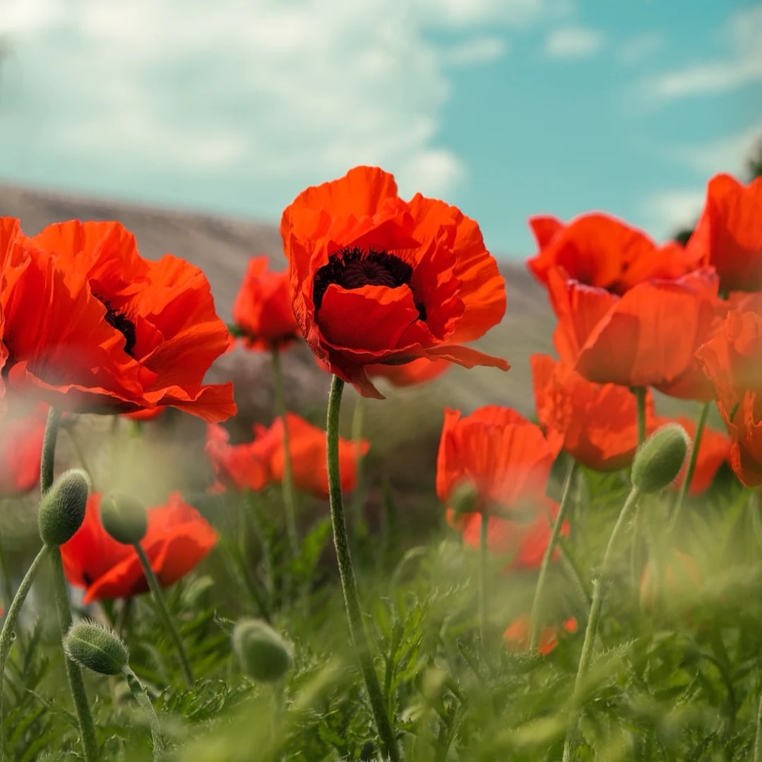 ClaysGolf's tweet image. At the going down of the sun and in the morning We will remember them.