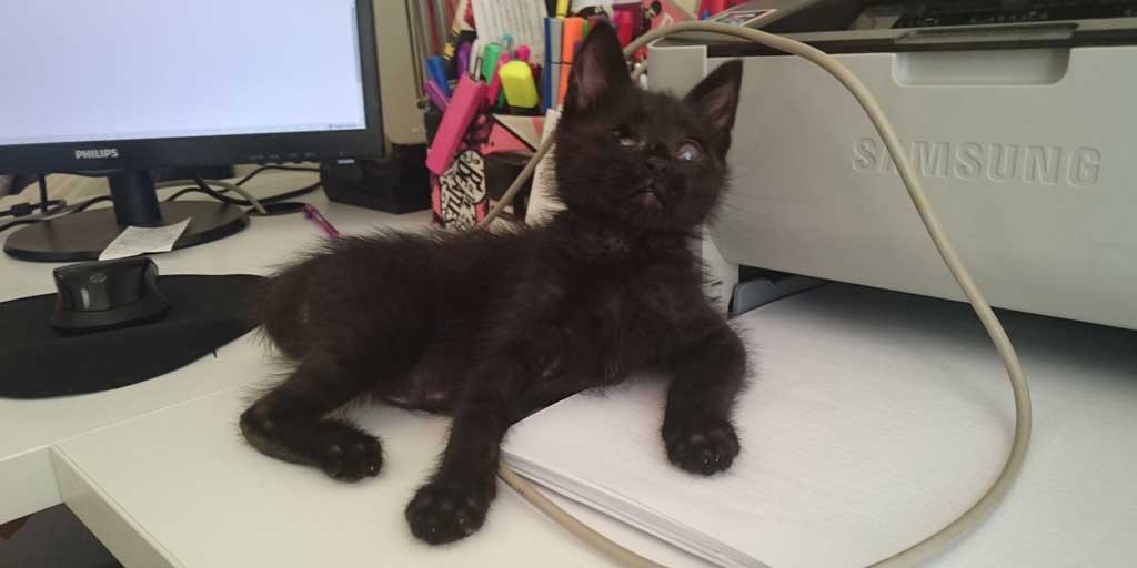 maniac_cup's tweet photo. Big Boss of the office (2018) 😍🤣 #CatsOfTwitter #OfficeCat #catsoftwitteer https://t.co/MVRETBQMfw