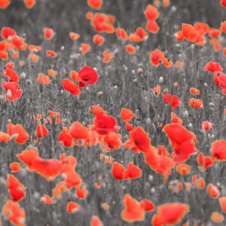 ryeharbour_NR's tweet image. 