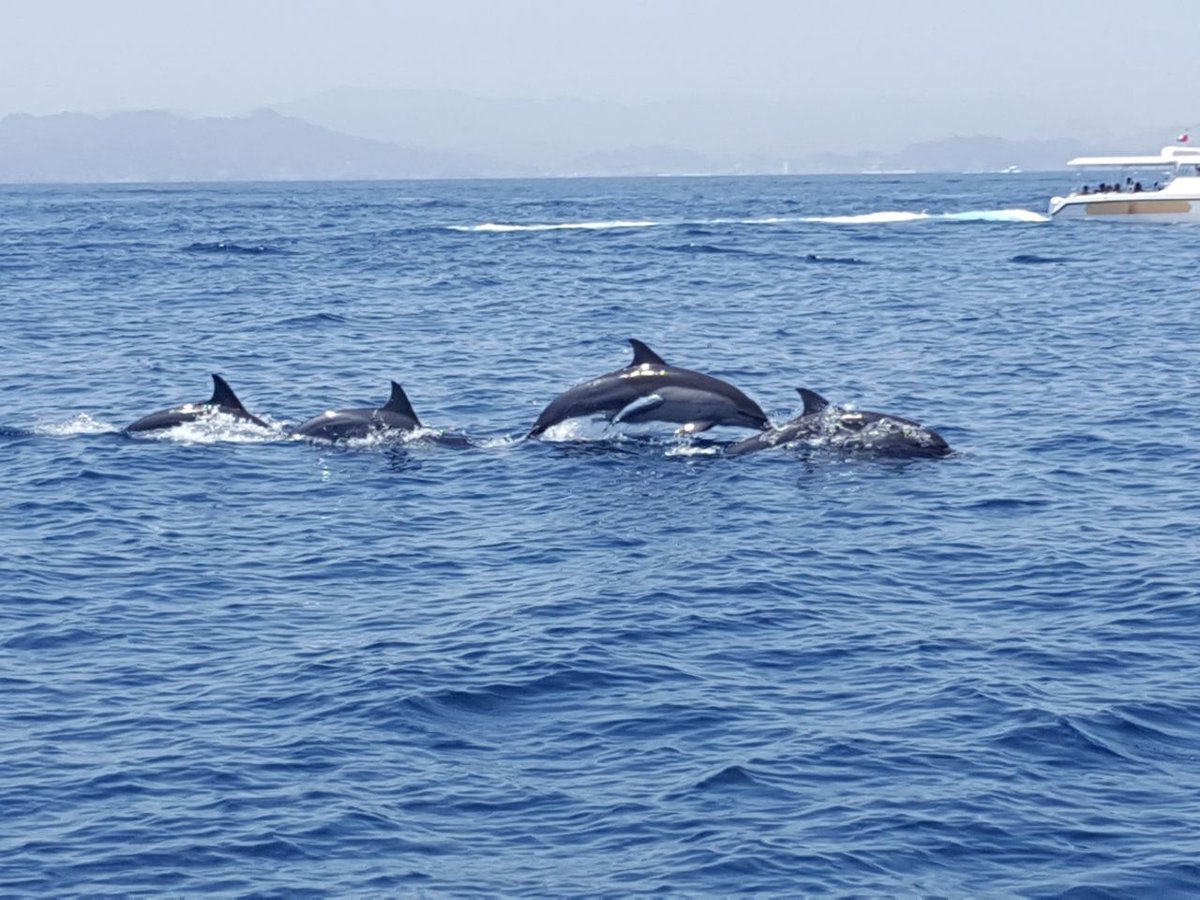 qantabtours's tweet photo. الجو جميل و الهواء عليل و يبيله طلعة بحرية. قنتب للسياحة تضبطكم بأحلى الرحلات بأفضل الأسعار. زورونا في مارينا بندر الروضة او اتصلوا على الرقم 99744065 للإستفسار أو الحجز. 

#الخميس_الونيس #العيد_الوطني_51_المجيد https://t.co/oI7PJwbccV
