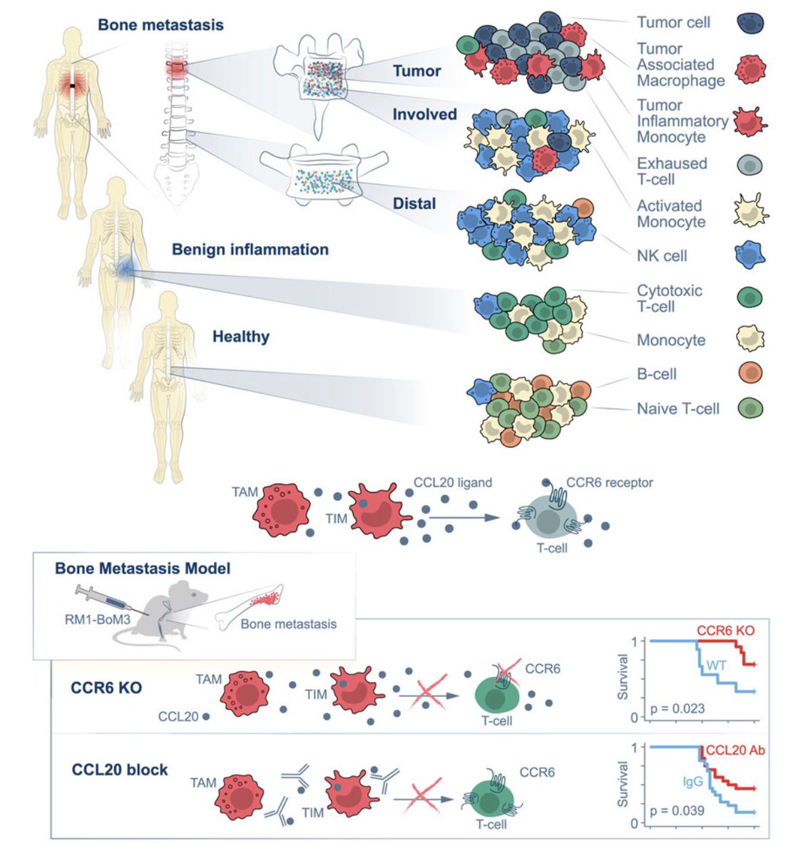 John H. Shin MD, MBA tweet media
