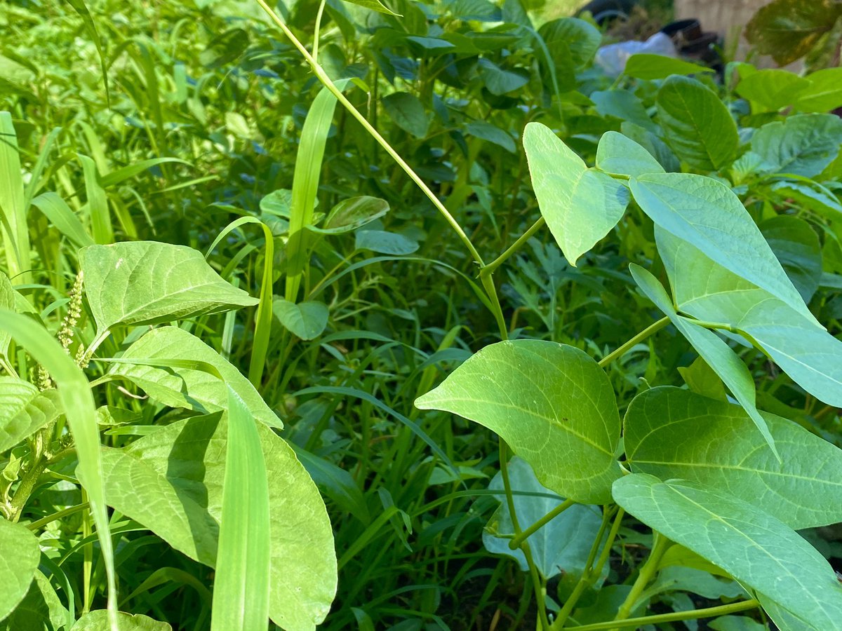 umcebodesign's tweet photo. This morning, picking fresh garden herbs in Verulam- Life is very good ;) https://t.co/GOcKHLc9nH