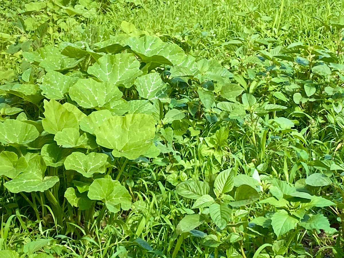 umcebodesign's tweet photo. This morning, picking fresh garden herbs in Verulam- Life is very good ;) https://t.co/GOcKHLc9nH