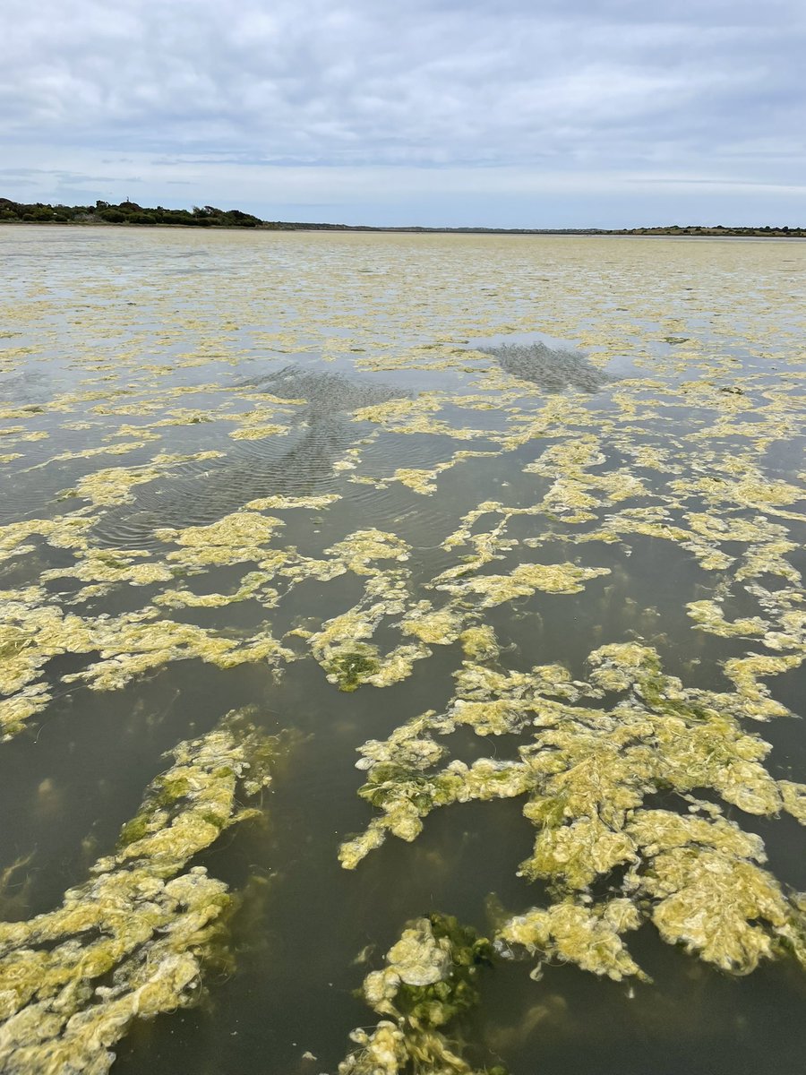Luke Mosley (@envir_scientist) on Twitter photo Checking out an algal βsupersiteβ in the Coorong today with @LewisNayr #ProjectCoorong <a href="/goyderinstitute/">Goyder Institute</a> @SAEnvirWater Checking out an algal βsupersiteβ in the Coorong today with @LewisNayr #ProjectCoorong <a href="/goyderinstitute/">Goyder Institute</a> @SAEnvirWater