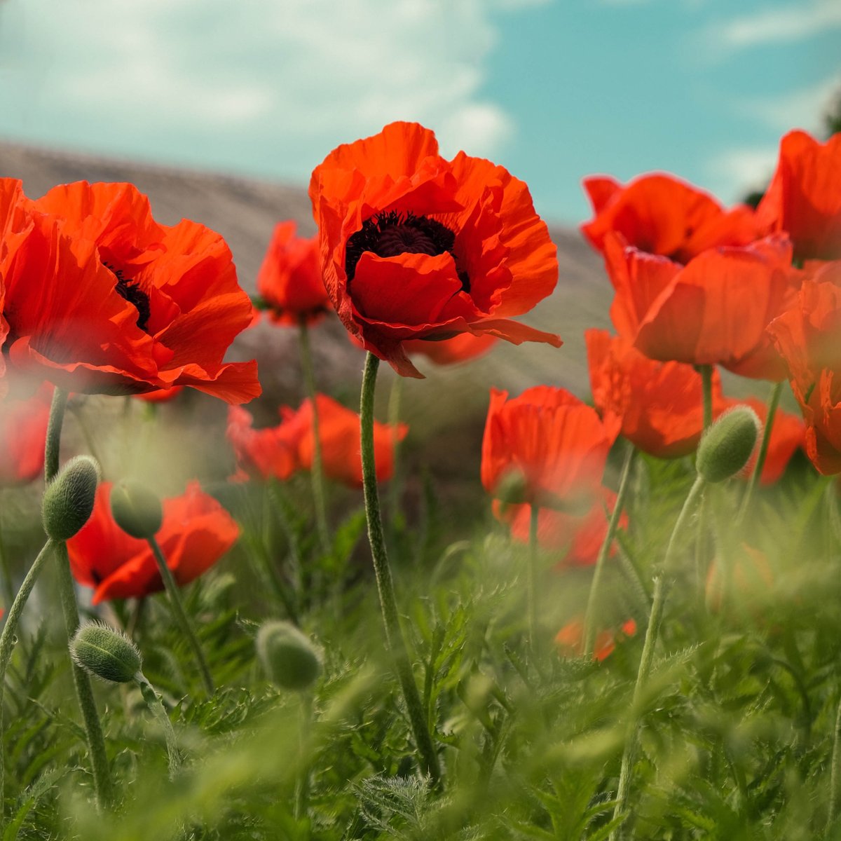 Thank you for your service #RemembranceDay
