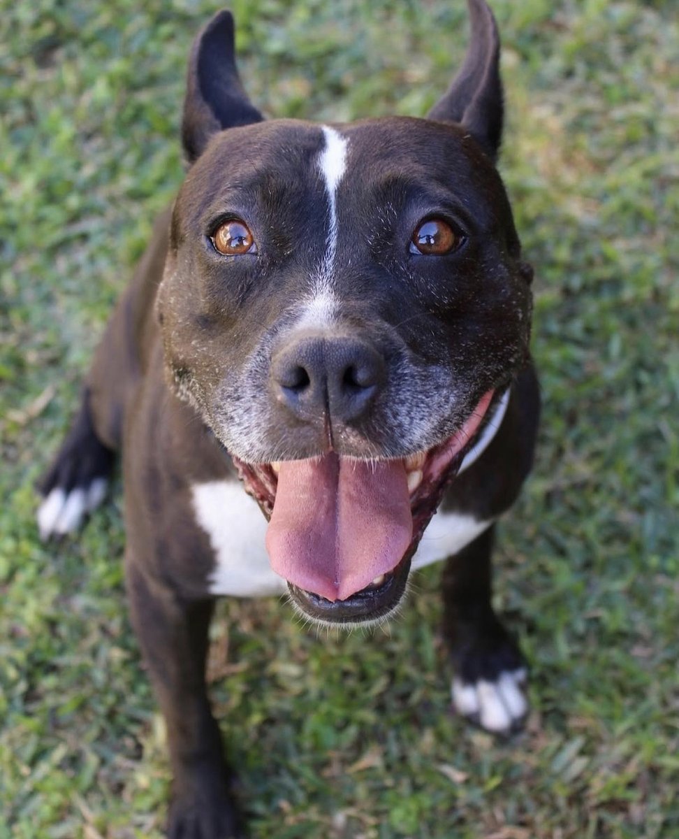 Esta preciosa perrita busca una familia para siempre. Es super obediente y buena.
Se encuentra en @amarppps
Te gustaría darle un hogar? Comparte y difunde
#AppAdoptMe #AdoptMe #adopcionresponsable #adopcion #adopta #app #adoptanocompres #gata #cats