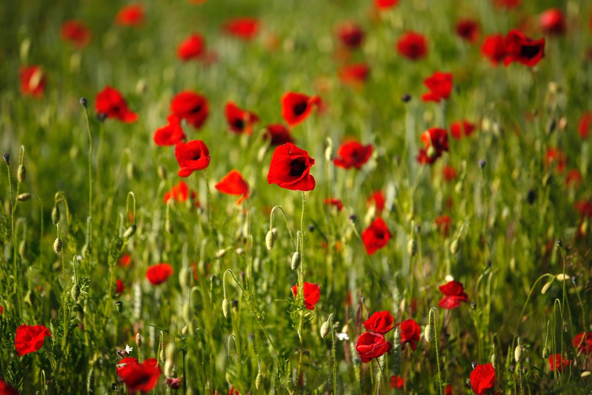 MedwayCU's tweet photo. At the going down of the sun and in the morning
We will remember them.

#LestWeForget ￼#RemembranceDay https://t.co/Cd9nsW0zOJ